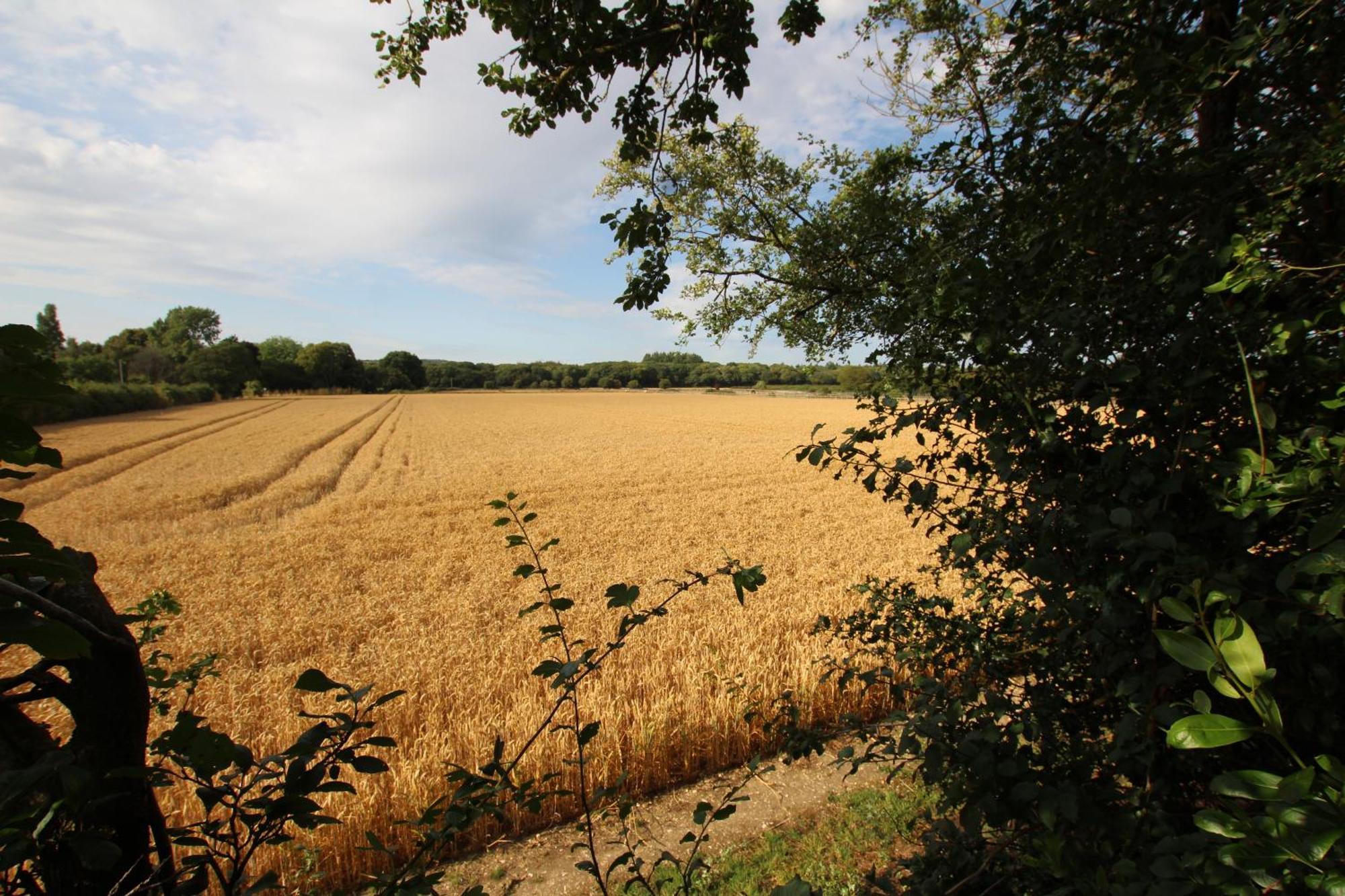 Apartmán Cowslip Barn Annexe Chichester Exteriér fotografie